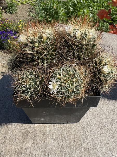 Mammillaria dolichothele albescens